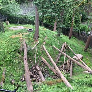 American Black Bear Exhibit