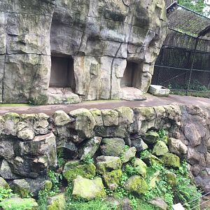 American Black Bear Dens