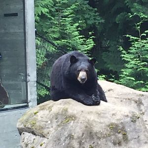 American Black Bear