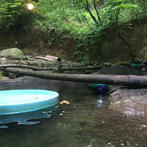 North American River Otter Exhibit