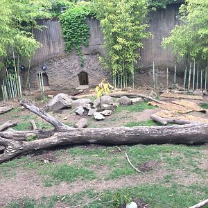 Visayan Warty Pig Exhibit