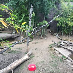 North Sulawesi Babirusa Exhibit