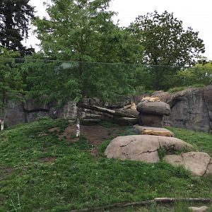 African Lion Exhibit