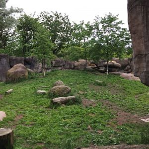 African Lion Exhibit