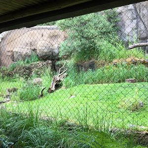 Caracal Exhibit