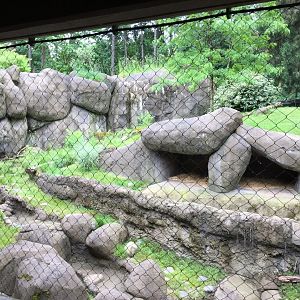 African Wild Dog Exhibit