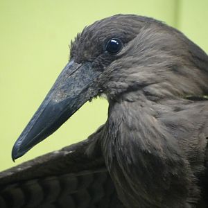 Hammerhead (Scopus umbretta)