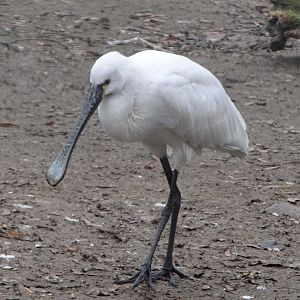White Spoonbill (Platalea leucorodia)
