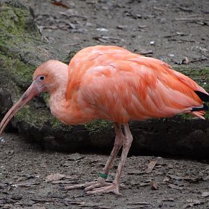Scarlet Ibis (Eudocimus ruber)