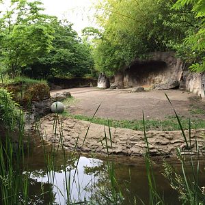 Eastern Black Rhinoceros Exhibit