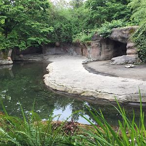 Hippopotamus Exhibit