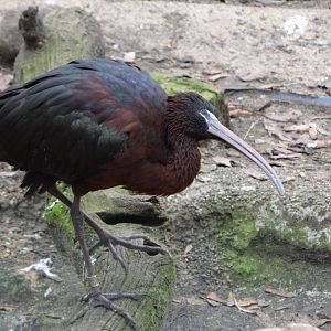 Glossy Ibis (Plegadis falcinellus)