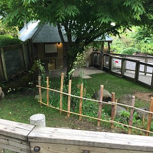 African Spurred Tortoise Exhibit
