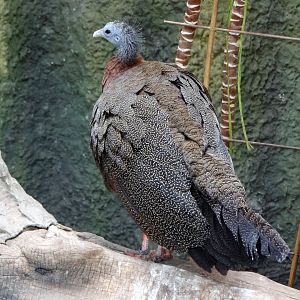 Malayan Great Argus (Argusianus argus argus)