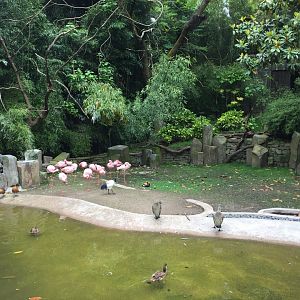 African Wetlands ft. Lesser Flamingos