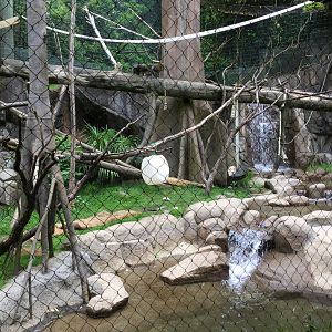 Guereza Colobus & DeBrazza’s Monkey Exhibit