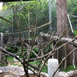 Guereza Colobus & DeBrazza’s Monkey Exhibit