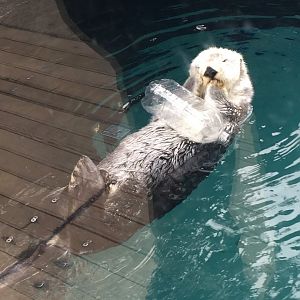 Sea Otter