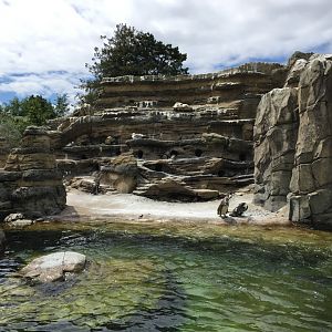 Humboldt Penguin Exhibit