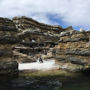 Humboldt Penguin Exhibit