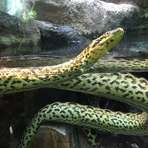 Yellow Anaconda