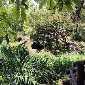 Red Ruffed Lemur Island