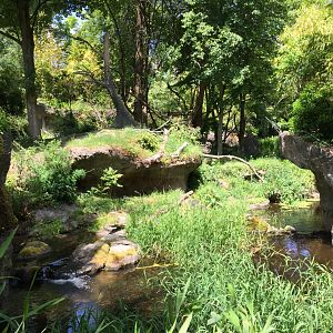 Ring Tailed Lemur Island