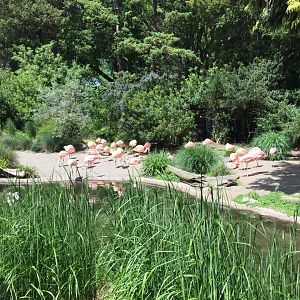 Chilean Flamingo Exhibit
