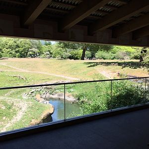 African Savannah Lookout