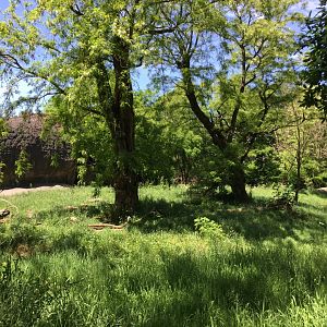 African Lion Exhibit