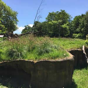 Patas Monkey Exhibit