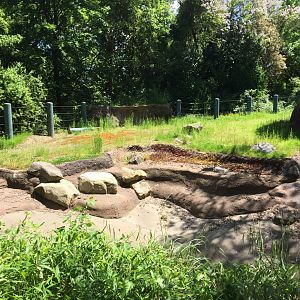Greater One Horned Rhinoceros Pool
