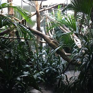 Orangutan Indoor Exhibit