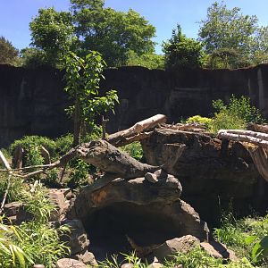Sloth Bear Exhibit #2