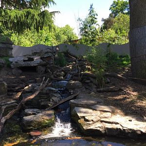 Asian Small Clawed Otter Exhibit