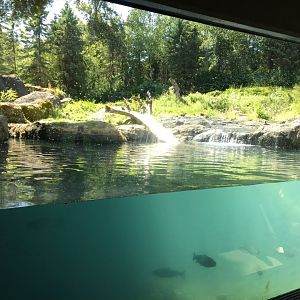Grizzly Bear Underwater Viewing
