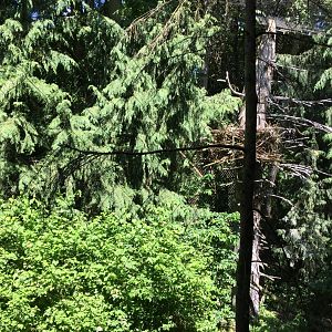 Steller’s Sea Eagle Aviary