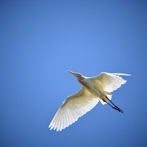 Cattle egret.