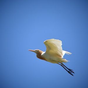 Cattle egret.