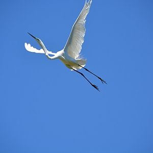 Great egret.