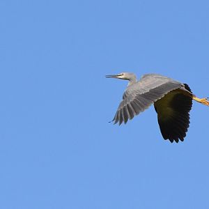 White-faced heron.