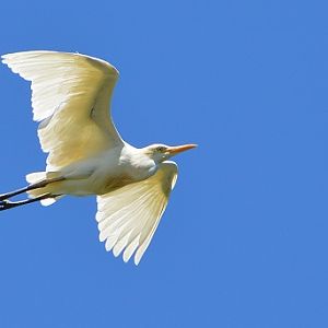 Intermediate egret.