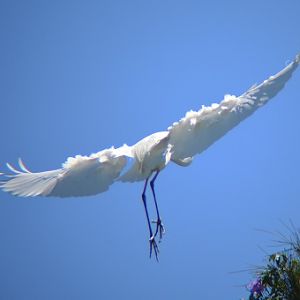 Great egret.