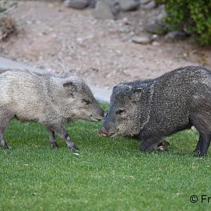 blonde morph javelina