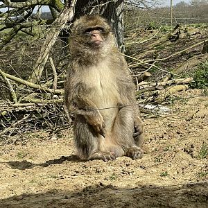 Adao having a sunbathe