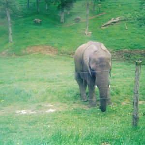 One of the African Elephants