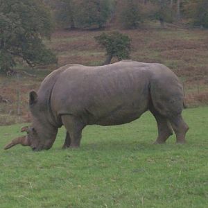 The late Babs the White Rhino