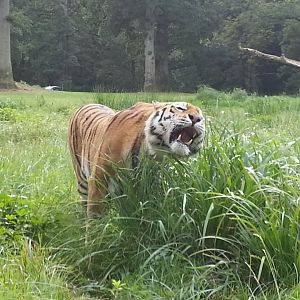 Close up of the tigers 1