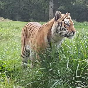 Close up of the tigers 2