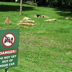 Charlie's Pride sleeping in the sun